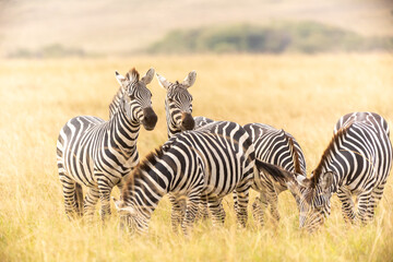 Steppenzebras in Kenia