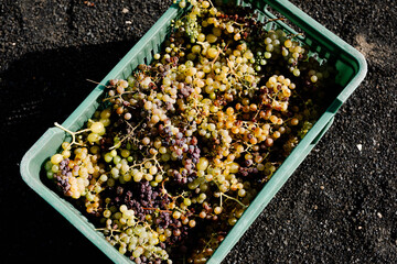 Plastic box with different varieties of ecologically grown grapes