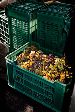 Container full of grapes placed inside a cellar on a family farm