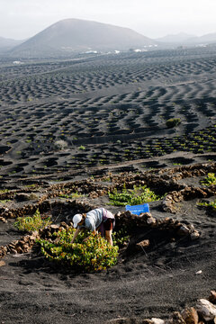 Woman handpicks the harvest of white listan grapes