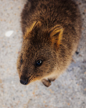 Rottnest Island Quokka