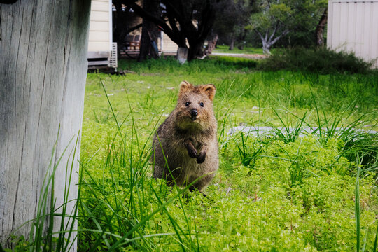 Rottnest Island Quokka