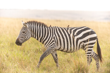 Steppenzebras in Kenia
