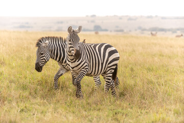 Steppenzebras in Kenia