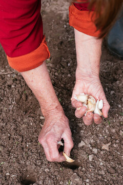 Planting garlic in autumn
