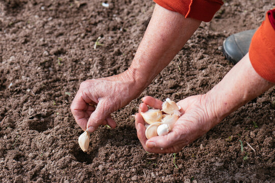 Planting garlic in autumn