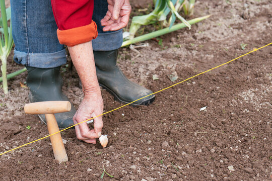 Planting garlic in autumn