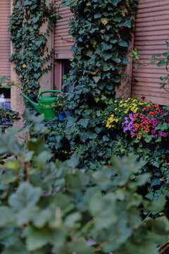 Cute picture, watering can among flowers in the backyard