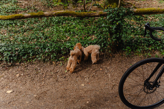 Two poodles found something interesting