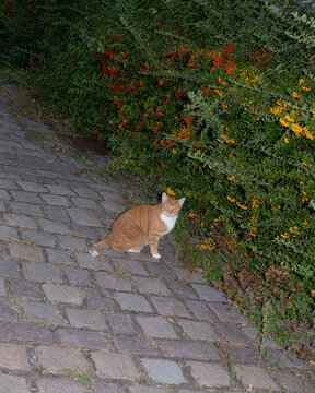 A red-haired cat looks at the camera