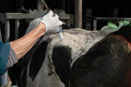 Antibiotic injection of a dairy cow