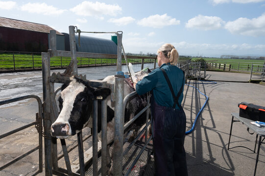 Skin growth surgery on a dairy cow