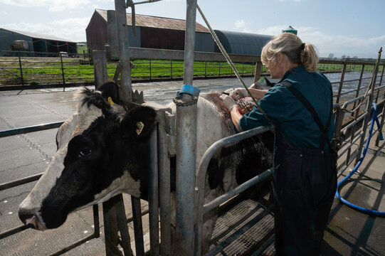 Skin growth surgery on a dairy cow