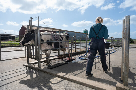 Skin growth surgery on a dairy cow