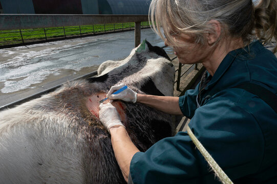 Skin growth surgery on a dairy cow
