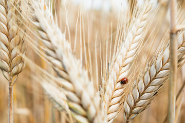 Ripe wheat field just before harvest