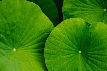 details of green leaves