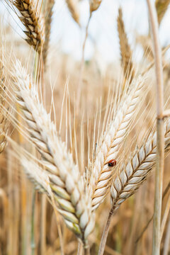 Ripe wheat field just before harvest