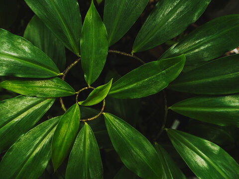 details of green leaves