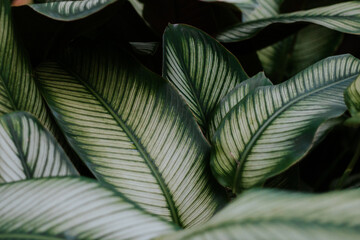 Textured leaves