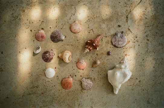Indian Ocean shells and dappled light