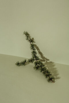 Pine tree branch