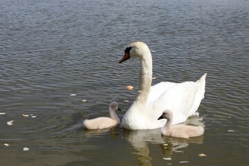 swans on the lake