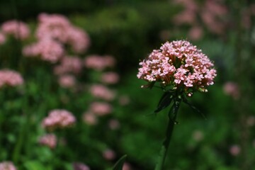 Pink Valerian Flower (Valeriana Officinalis)