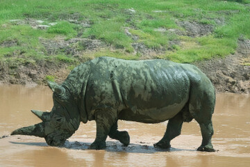 Fototapeta premium photography of rhinos in the middle of nature full of mud