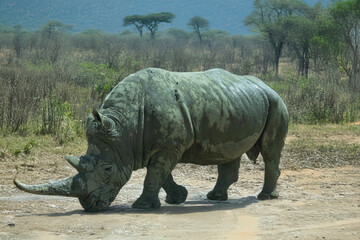 Fototapeta premium photography of rhinos in the middle of nature full of mud