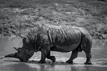 Fototapeta premium photography of rhinos in the middle of nature full of mud