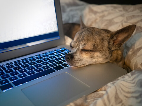 Chihuahua dog sleeping on laptop keyboard