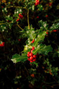 Vibrant red holly berries contrast against glossy green leaves