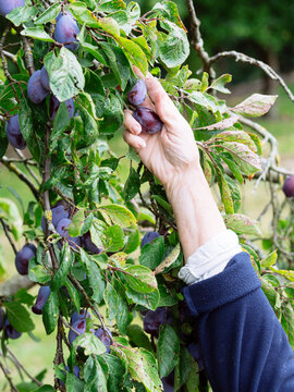 Harvesting plums
