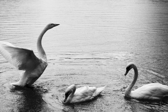 black and white photo of three swans on a lake in rainy weather