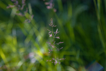 small wildflower type plant in the grass