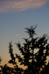 jet trail through sunset sky with tree silhouette in foreground