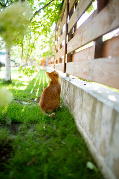 a red cat by the fence