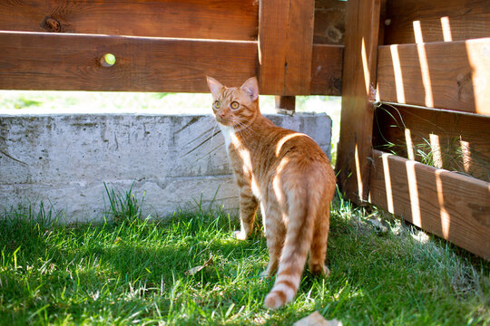 a red cat stands by the fence