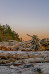 Fototapeta premium Driftwood on Pacific Northwest Beach at Sunset with Colorful Sky