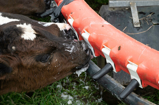 Milk feeding time