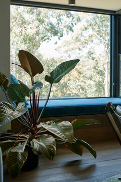 Indoor plant by a large window with a view of green trees