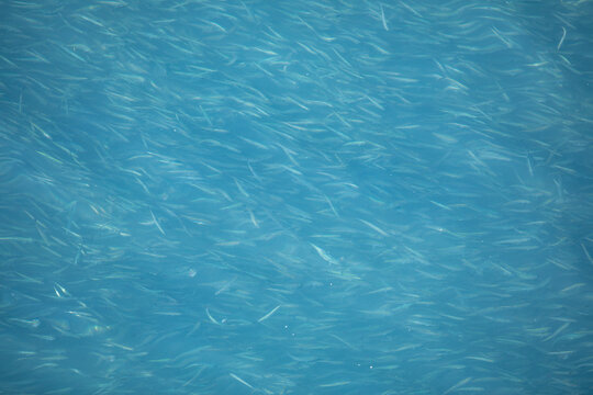 So many anchovies