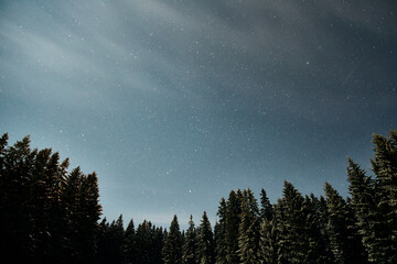 Night sky filled with stars above a quiet forest under moonlight glow