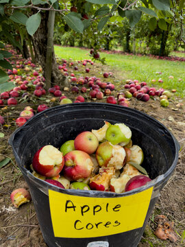 Apple Cores in orchard Autumn 