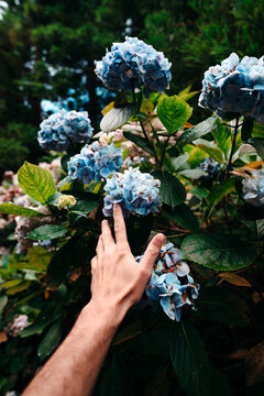 Hand touching hortensia flowers