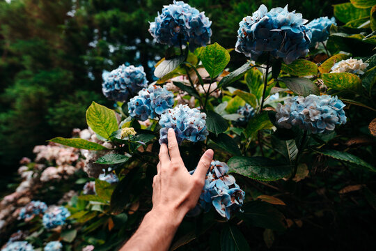 Hand touching hortensia flowers