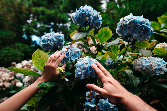 Hands touching hortensia flowers