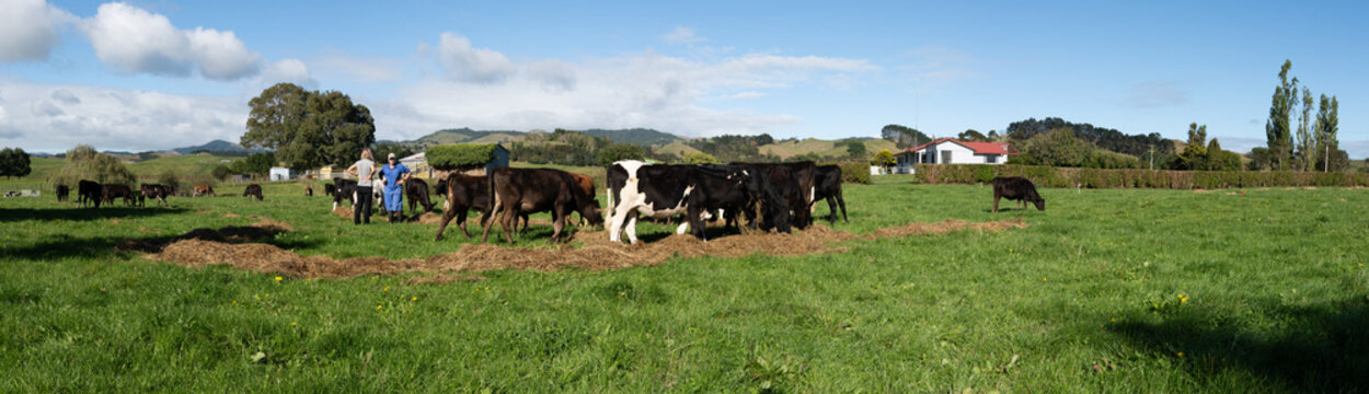 Panorama cows eating supplementary feed, farmer talks to a friend.