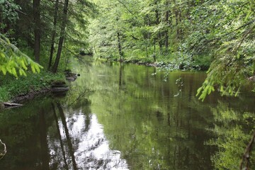 river in the forest